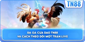 Đá Gà Cựa Dao TN88 Và Cách Theo Dõi Một Trận Live