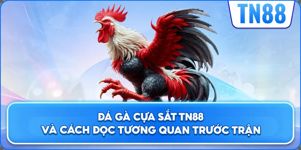 Đá Gà Cựa Sắt TN88 Và Cách Đọc Tương Quan Trước Trận
