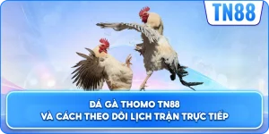 Đá Gà Thomo TN88 Và Cách Theo Dõi Lịch Trận Trực Tiếp