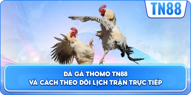 Đá Gà Thomo TN88 Và Cách Theo Dõi Lịch Trận Trực Tiếp